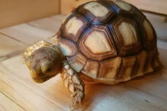 入手陆龟新手应做好哪些准备一