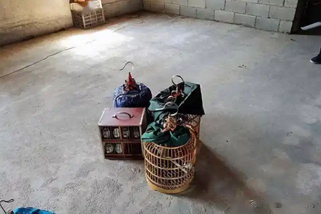 还事先在手机里下载了画眉鸟叫声,以此诱捕画眉鸟