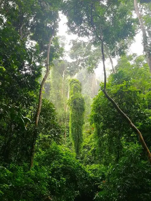 西双版纳热带雨林