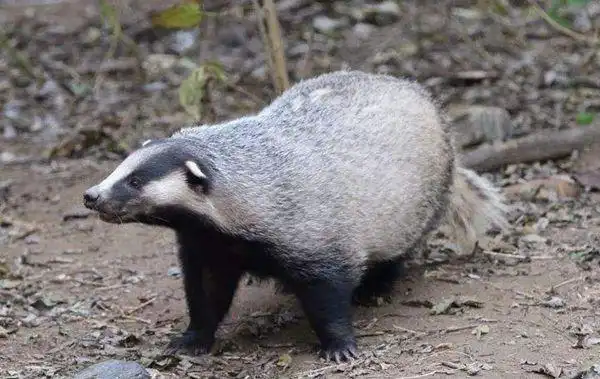 润土里的猹是什么动物?或是平头哥远亲狗獾