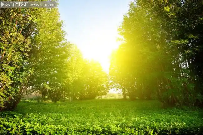 清晨暖阳树林风景图片素材-高清图片-百图汇设计素材