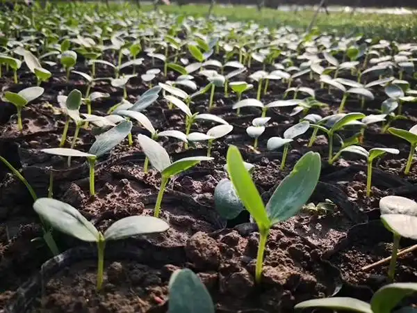 双花种苗基地里,一株株蔬菜苗茁壮成长,嫩苗争先冒出"新芽"