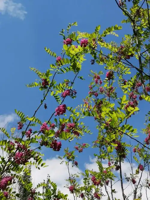 初夏的风景(二)