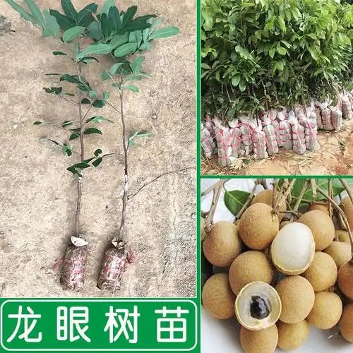 龙眼树苗桂圆苗石嫁接果苗水果水果树庭院种植果树