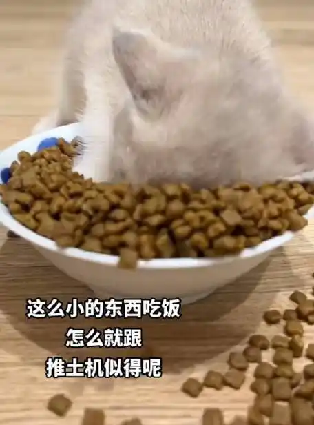 《靠脸吃饭》_新浪新闻