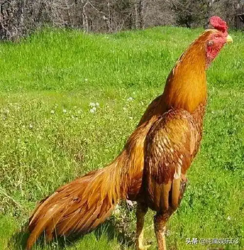 鸡图片大全大图世界上最贵的鸡是什么有多贵