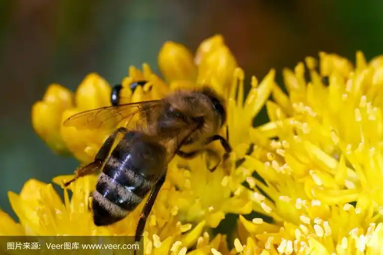 蜜蜂花虫坐在黄色的花上休息.