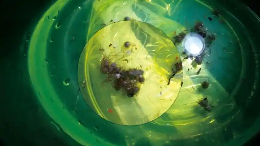 野外采集的中华鲟鱼卵(中华鲟研究所供图)