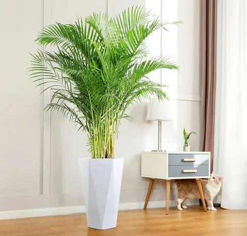 热销绿色植物客厅_散尾葵盆栽室内大植物北欧观叶绿植客厅绿色净化