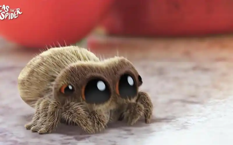 小奶音,非常可爱的蜘蛛lucas spider