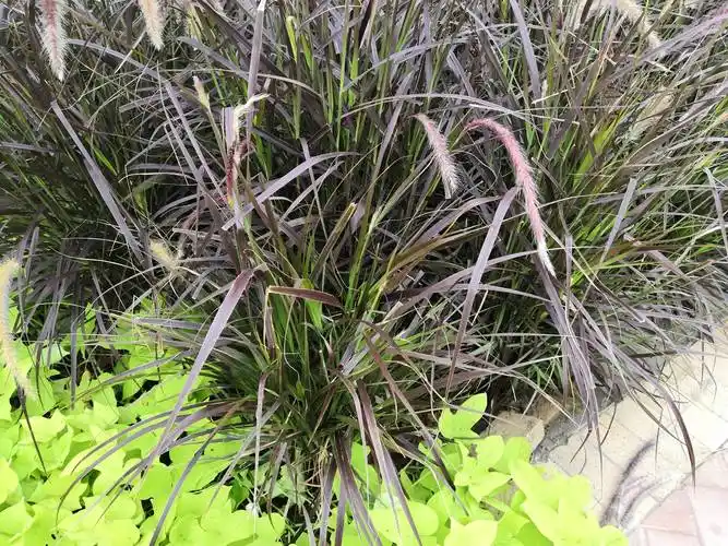 我见到的山东本土植物和园林栽培植物(186)牧地狼尾草