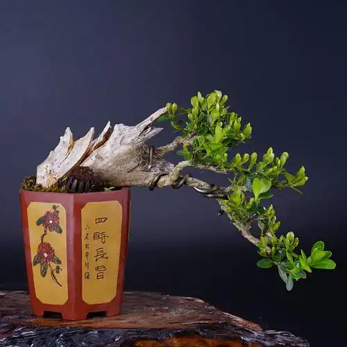 黄杨悬崖式盆景(黄杨悬崖盆景如何制作)