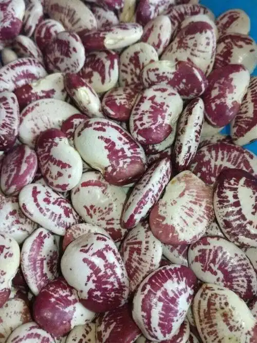 花芸豆,越南货,有需求的赶紧联系.