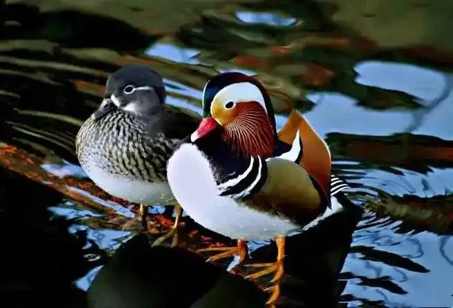 鸳鸯～色彩斑斓绚丽,成对水中嬉戏