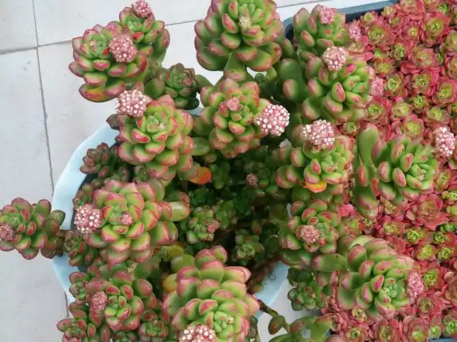 丸叶松绿多肉(喜欢带有香味的多肉,又嫌弃劳尔和百合莉莉难养,选丸叶