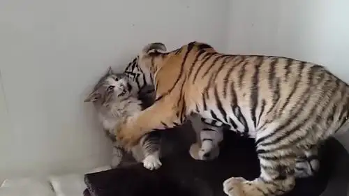 小老虎强行亲了猫咪一下,高冷喵瞬间炸毛:莫挨老子!听到没有?