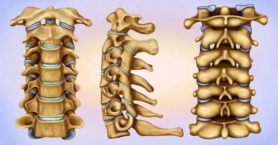 进来瞧瞧:寰枢椎,c3 ～ c6,隆椎都长啥样呀?