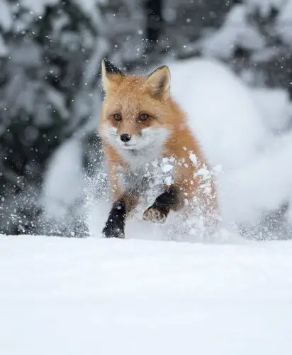 狐狸#红狐#耳廓狐#白狐#尾巴#狐尾#野生动物#狐狸壁纸#唯美#萌#fox