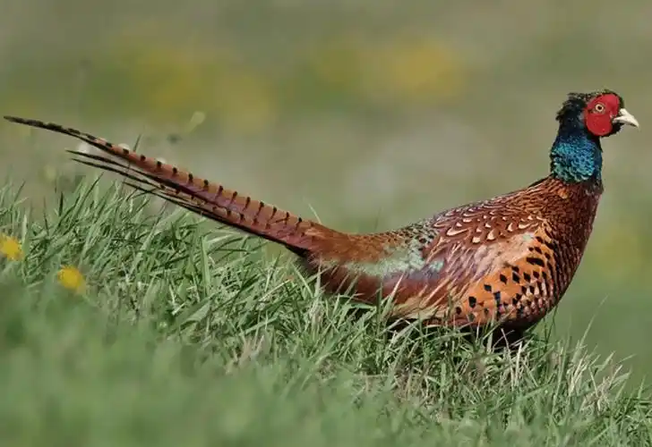 蓝莓小偷落网热心市民与贪吃野鸡的奇遇记