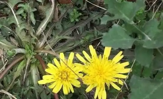 蒲公英_薄荷_紫苏