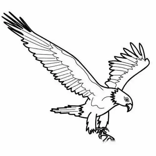 鹰简笔画 鹰简笔画 简单