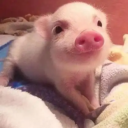 情侣总是很喜欢叫对方猪,猪的含义是什么呢(为什么情侣都叫猪猪啊)