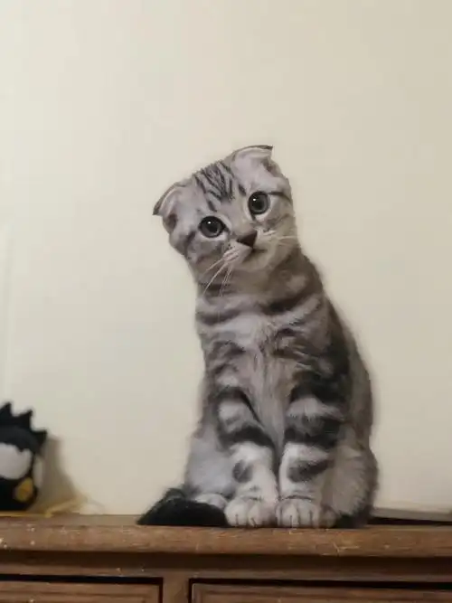 美短折耳小虎斑