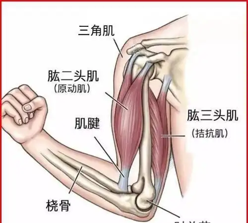 简单实效的六个手臂肌肉锻炼法