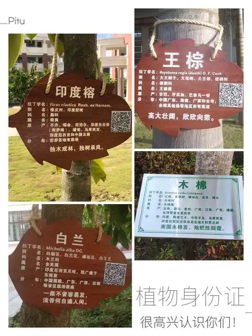 给植物一个身份证——记西南大学临高实验中学校园植物挂牌活动