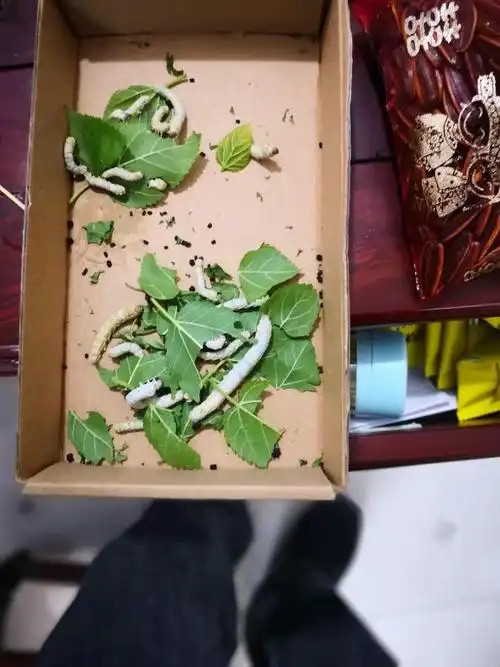 这是最大的一只蚕