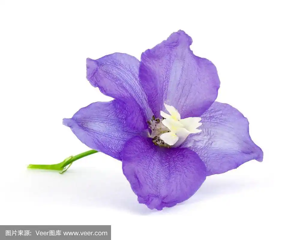 一朵紫罗兰花在孤立的白色背景上