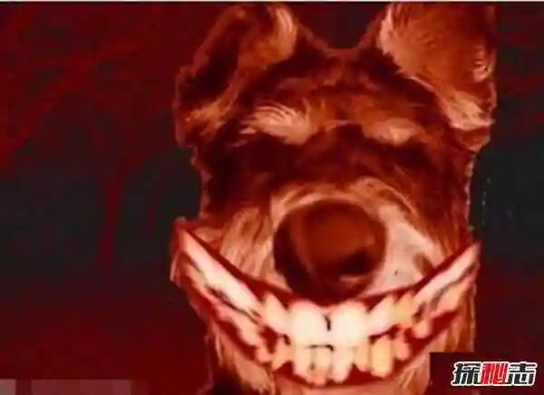 微笑狗事件死了多少人揭秘微笑狗的恐怖之处科学解释