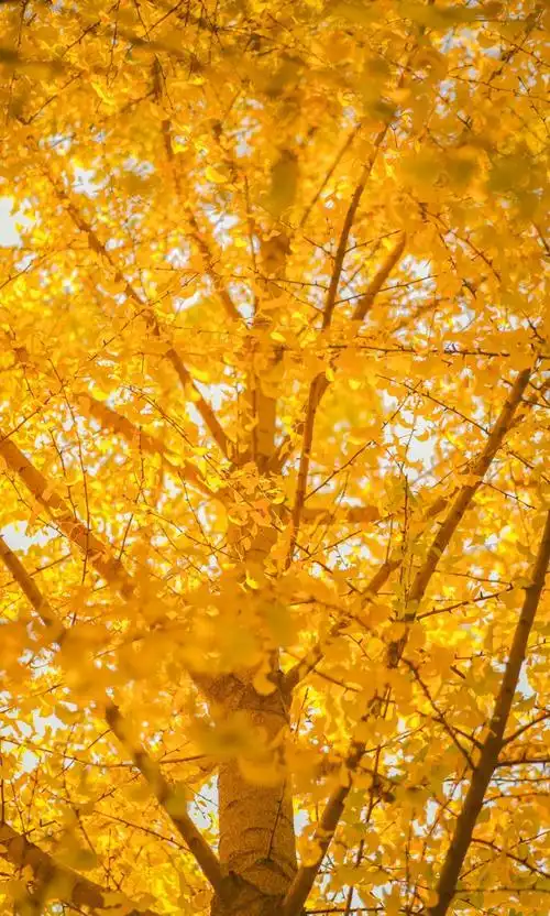 唯美的银杏树,图片大全,高清,图库-回车桌面