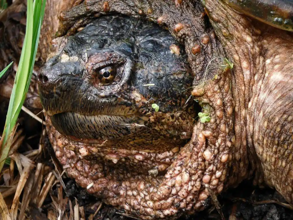 鳄龟的脸,clear photograph of snapping turtle face on land