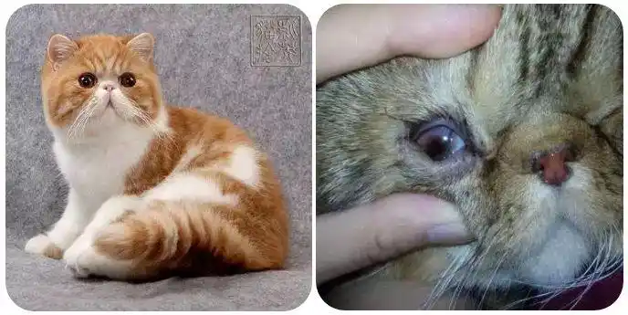 二,哪些原因会导致眼睑内翻?