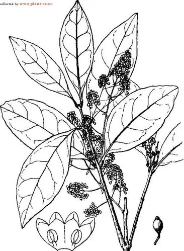 异株木犀榄olea dioica roxb. _植物通
