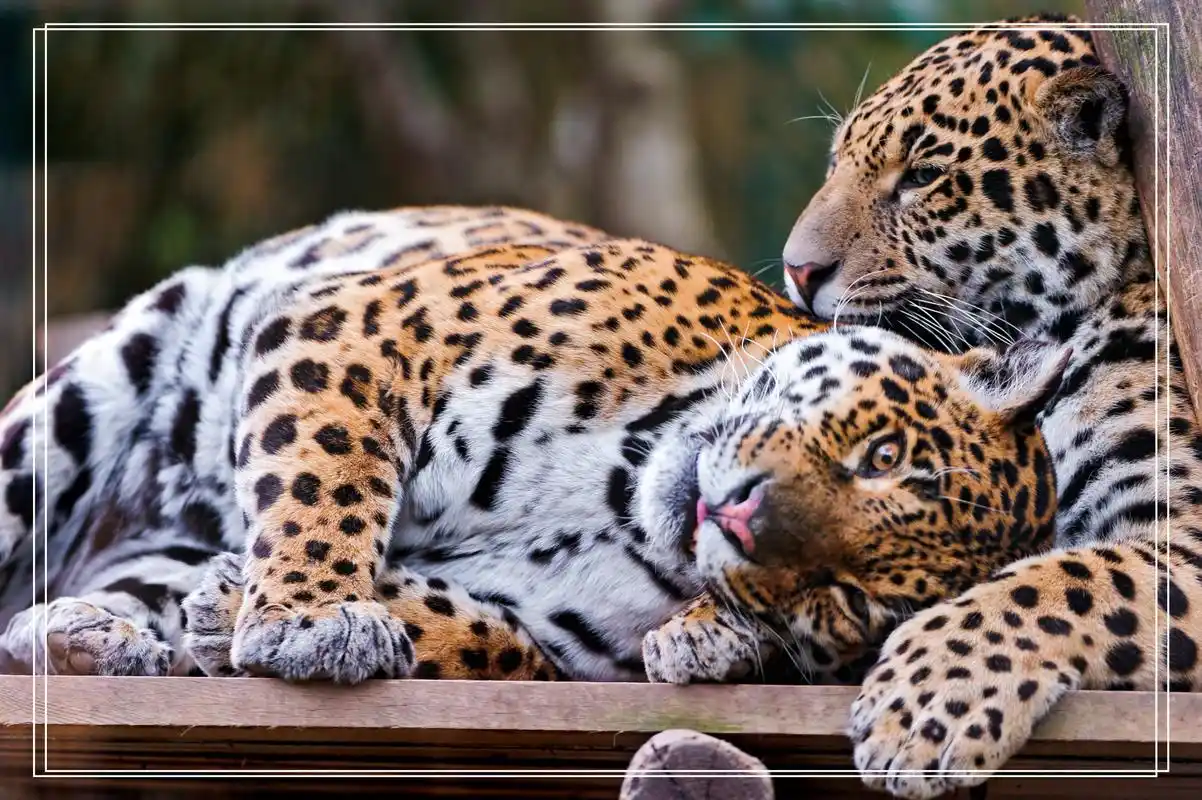 超清晰壁纸:唯美动物类照片大放送