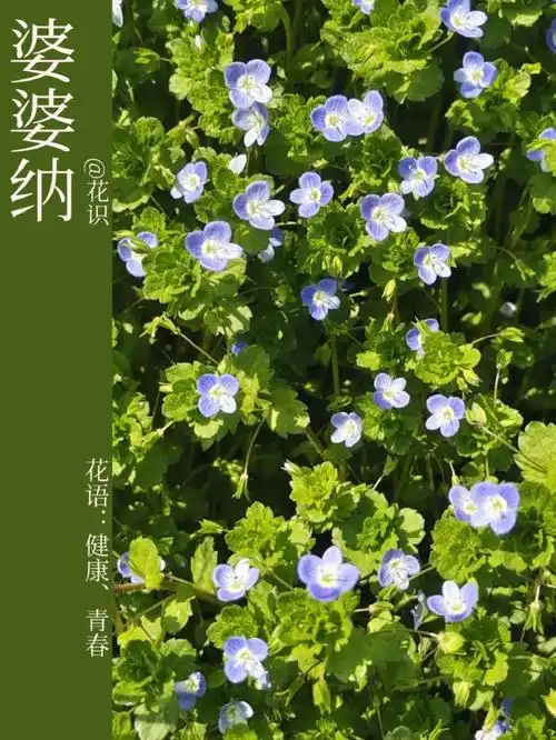 每天带你认识一种花|婆婆纳