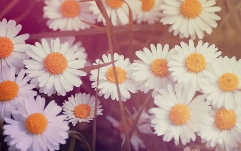电脑壁纸 花卉 鲜花背景 非主流唯美小清新花卉