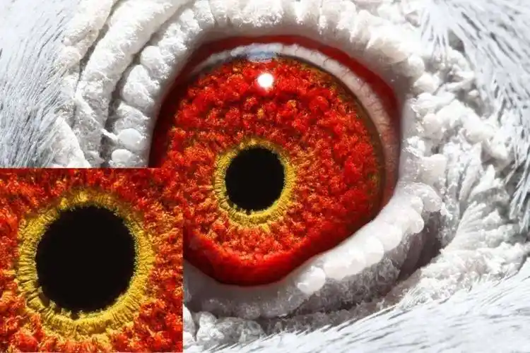 图集高清鸽眼赏析