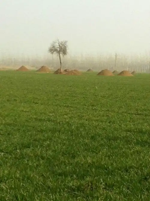 周口一夜恢复百万座坟墓二次平坟已开始组图