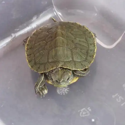 巴西龟腐皮腐甲