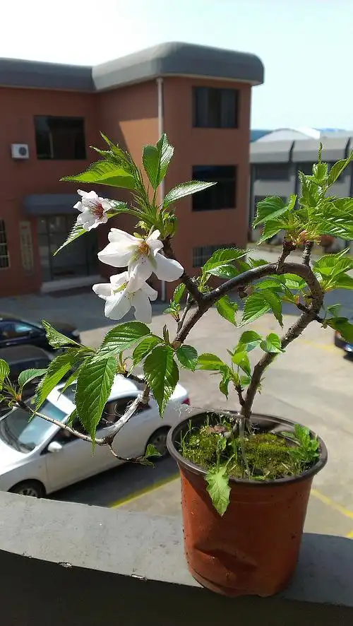 盆栽樱花开花了