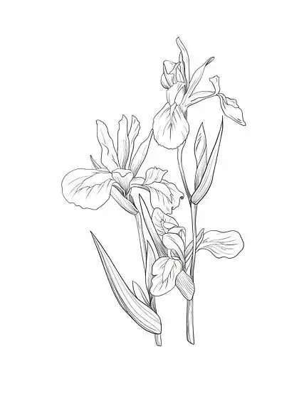 线描鸢尾花设计素材免费下载_线描鸢尾花设计图片-千图网平面设计