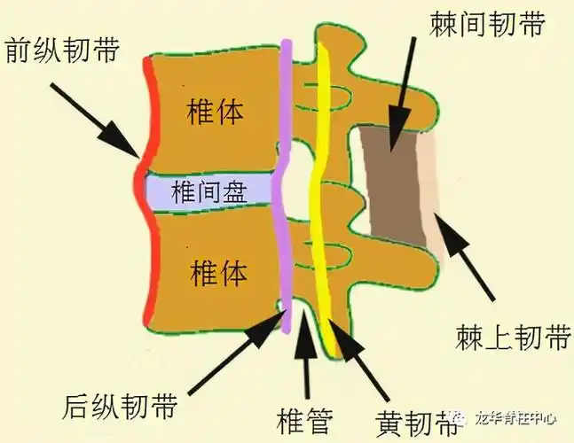 颈椎后纵韧带骨化是怎么回事?|椎体|脊髓|椎管_网易订阅
