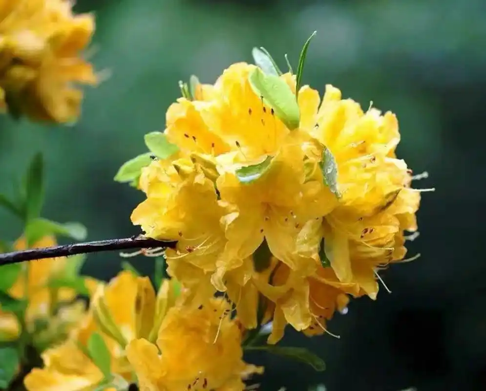 今日识花|羊踯躅黄花杜鹃 杜鹃花科,羊踯躅,因叶较大,密被灰白色微柔
