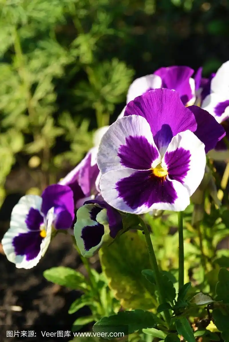 花坛上白色和紫色的三色堇