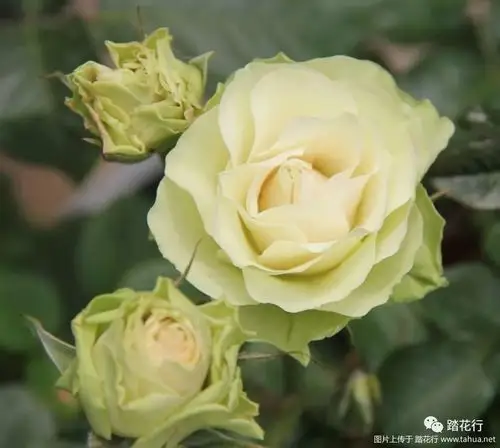 绿苹果,无香,超大花,也是非常耐开的一个品种杏色露台,微月棒棒糖