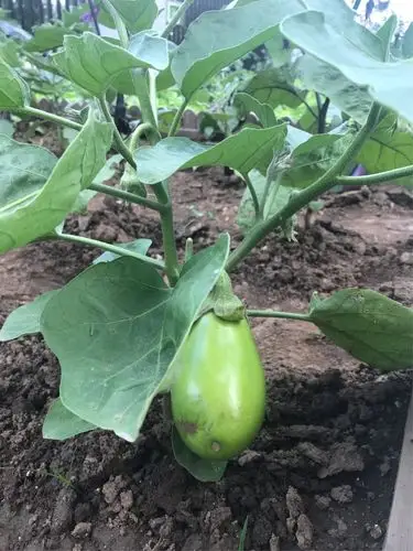 我们的小小菜园成熟啦!—茄子篇