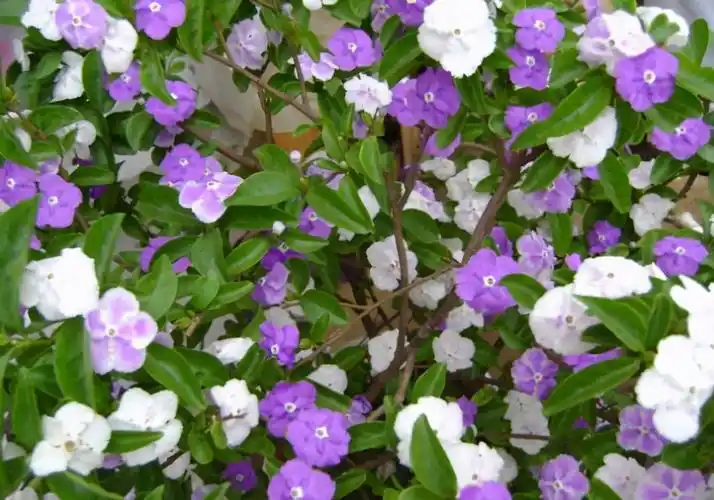 比较适合家庭种植,并且花开有两种颜色的它——双色茉莉